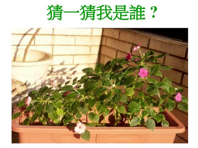 植物会聚