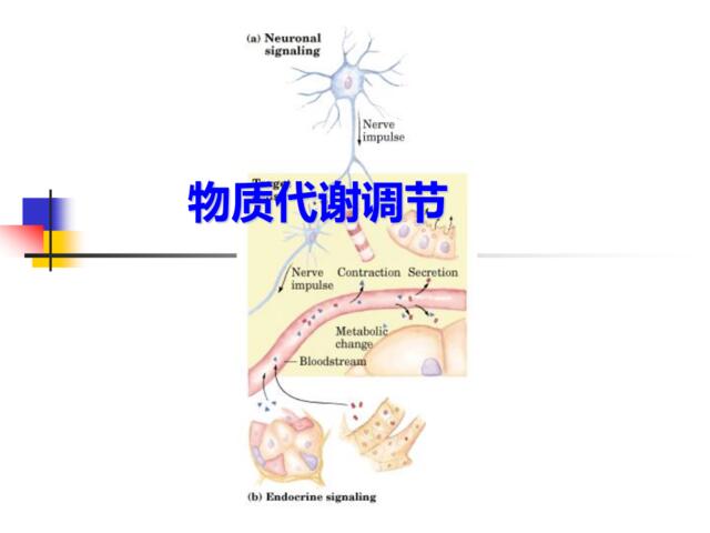 物质代谢调节