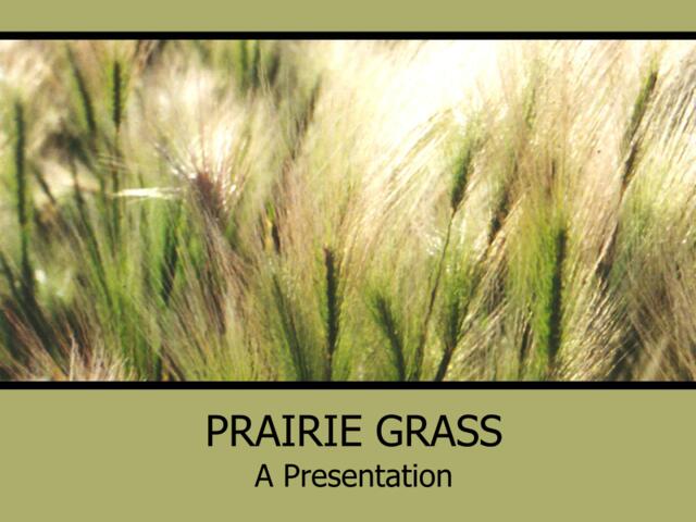 精美大自然PPT模板prairie_grass022