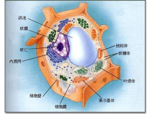 植物细胞和组织(1)